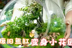 废旧玻璃鱼缸种上这些花草，变身迷你小花园，人见人爱！精明！视频封面