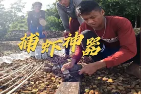 非常好用的皮皮虾陷阱，只需要塑料瓶和木棍，一上午就收货满满！