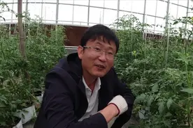 种的番茄留2个杈，产量高还好吃，看看我们是咋做的