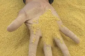 美味中国：谷子又叫做粟，脱壳后就是小米，是一种古老的粮食视频封面