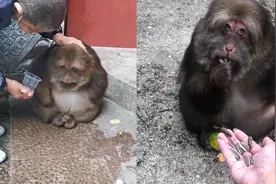 独臂猴子寺庙生活20年，性情温顺意外走红，网友：第一次见视频封面