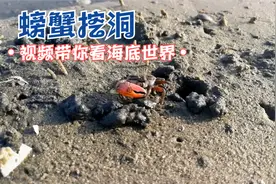 知道螃蟹怎么挖洞穴吗？单臂虾螃蟹挖洞洞