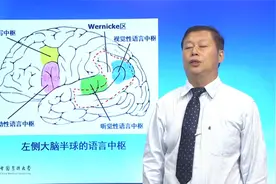 人体解刨学:11.4端脑与脑血管被膜—语言中枢视频封面