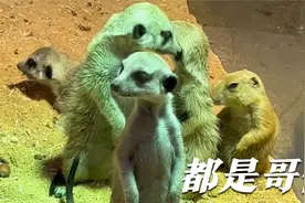 当狐獴群混进一个土拨鼠！
