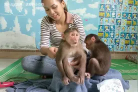 美女在家里养俩只猴子，给猴子洗澡后吹干毛发，还穿尿不湿