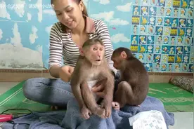 美女在家里养俩只猴子，给猴子洗澡后吹干毛发，还穿尿不湿视频封面