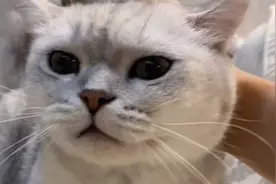 听说抓住猫咪的后脖颈，听话的就是聪明的，不听话的就是傻子