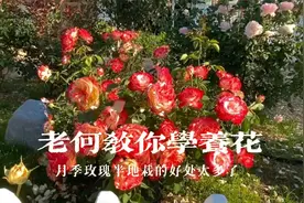 老何教你学养花，月季玫瑰半地栽好处多，最重要可以偷懒省力气！视频封面