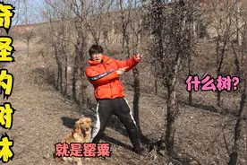 金毛发现一处奇怪树林，那树浑身长满针刺，你们认识这是啥树吗？视频封面