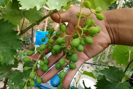 新品种葡萄虽然好，家庭栽种要谨慎