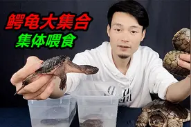 给凶猛的鳄龟集体喂食，泥鳅搭配小龙虾，大鳄龟太能吃了