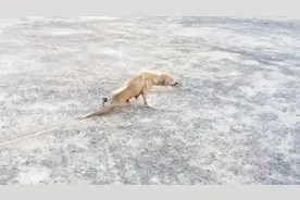 狗狗拖着残疾后腿爬行，让人心疼，看完之后却想要给它一脚视频封面