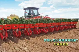美国人怎么种植收割红薯的？全程机械操作，难怪美国红薯这么便宜视频封面