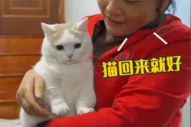 带3只猫回家过年，爸妈看见猫比看见我还兴奋！视频封面