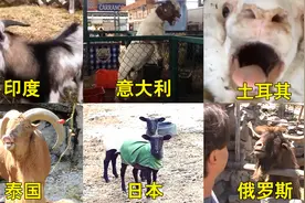 不同国家的羊叫声，印度搞笑，泰国肺活量很强，俄罗斯像是在骂街视频封面