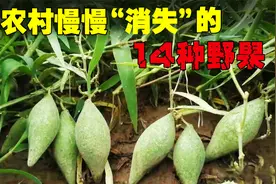 农村慢慢“消失”14种野果子，80年代很受欢迎，你吃过哪几种？视频封面