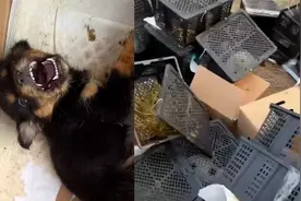 圆通快递邮寄多只活体宠物致死，客服：第三方公司发货，已报警视频封面