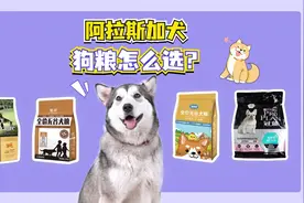 阿拉斯加犬狗粮怎么选？狗粮排行榜推荐视频封面