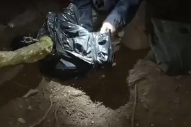 上山挖桩，发现百年一遇的老桩，小哥“狩猎”制成盆景，美极了！视频封面