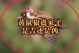 黄鼠狼进家代表啥意思呢?是“吉“还是“凶“呢？看完你就知道了视频封面