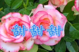 一首DJ版甜歌《甜甜甜》，旋律欢快优美，甜美醉人超级好听