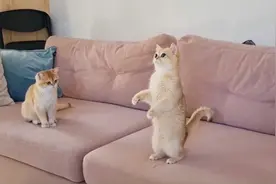 小猫咪为了一口吃的能有多努力？网友：让干啥就干啥视频封面