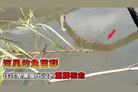 河里出现两个信号预示着此处有黑鱼，特别是离岸附件的鱼苗群！视频封面