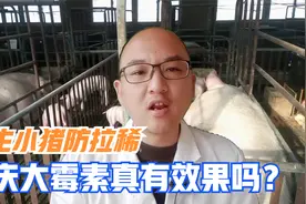 刚生仔猪灌庆大霉素真的好吗？为什么越保健拉稀越多，应该怎么做视频封面