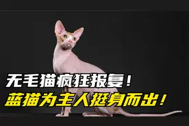 主人将猫崽送人，结果遭到猫妈疯狂报复！幸好有另外一只猫保护！