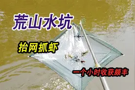 荒山里的神秘龙虾坑，用抬网抓小龙虾超赞，一个小时竟然收获好多视频封面