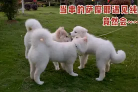5个月大的串串萨摩耶，遇见4个月大的纯萨摩耶，颜值依然能打啊视频封面