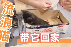 和朋友一起领养流浪猫，大晚上接回来，准备给它一个家视频封面