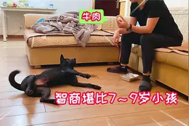 土狗太有灵性了，能听懂主人说的话，智商堪比7～10的小孩视频封面