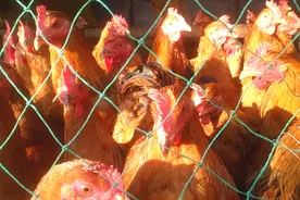 鸡瘟每天死100只鸡以上，紧急治疗什么方法好，好方法值得分享视频封面