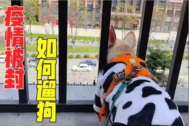 狗狗疫情被封，狗狗不能出门溜，铲屎官想出遛狗新招视频封面
