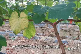 葡萄叶片发黄，是什么原因造成的？首先要明确两点根本原因！视频封面