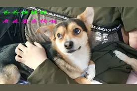 狗狗在床上撕尿垫，铲屎官活捉现场，狗狗：没想到靠山这么不靠谱