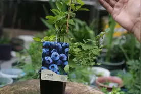 蓝莓家里也能种吗？园艺师教你，阳台种棵蓝莓树，一年四季都有用视频封面