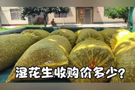 湖北：新鲜花生大上市，收购现场太热闹，来看看啥价格？