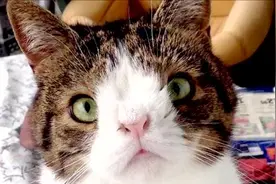 盘点7只外貌奇特的猫咪视频封面