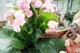 长寿花花期，能不能把它底部的叶片剪掉？看完明白了视频封面