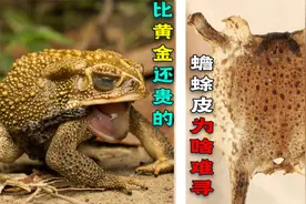 蛤蟆皮卖1万元一公斤，农村癞蛤蟆那么多，为啥蜕的皮却难找？视频封面