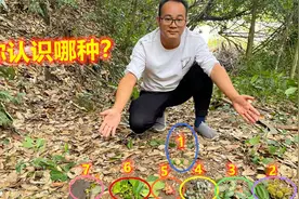 小伙摘有7种不同的野果，认识第5种算你厉害，全部认识说明你老了视频封面