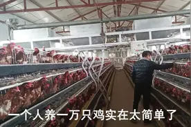 一个人养一万只鸡还很轻松 年挣几十万关键靠科学技术 自动化强视频封面