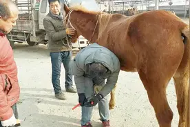 马蹄子是要经常修的，可惜现在会给马修脚的人越来越少了看这技术视频封面