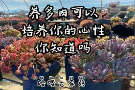 养多肉可以培养你的心性，你知道吗视频封面