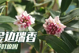 金边瑞香花期出现黄叶，注意做好这2点，才能顺利开花视频封面