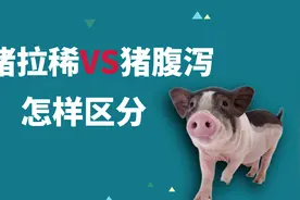 猪水样拉稀，是普通拉稀还是腹泻？认清4点，就不会判断错误视频封面