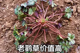 民间珍贵的中草药“老鹳草”，到底有啥好价值？看视频涨知识