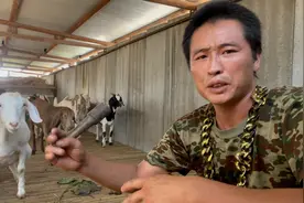 小母羊怀孕期间发烧，为了省钱把人吃的药喂它，病治好了羊流产了